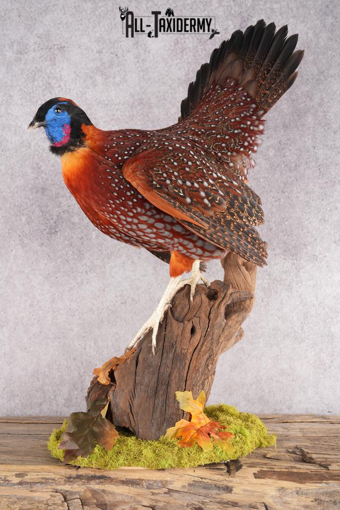 Tragopan Pheasant Taxidermy Mount SKU 2773 - Image 6