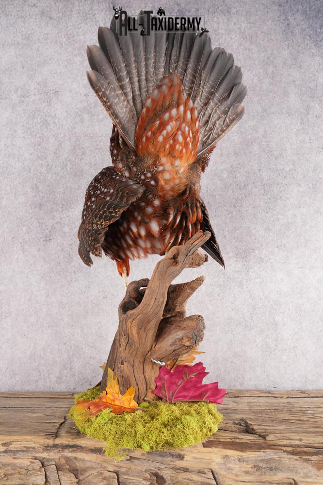 Tragopan Pheasant Taxidermy Mount SKU 2773 - Image 5
