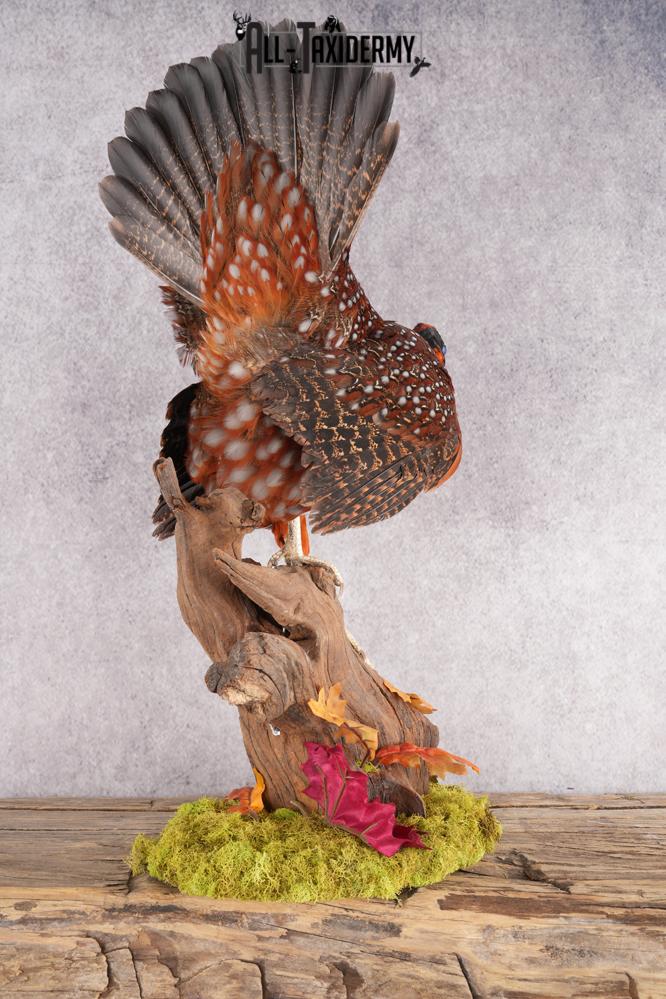 Tragopan Pheasant Taxidermy Mount SKU 2773 - Image 4