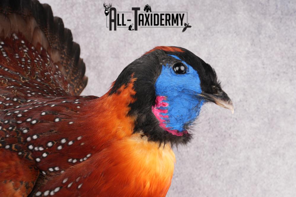 Tragopan Pheasant Taxidermy Mount SKU 2773 - Image 3