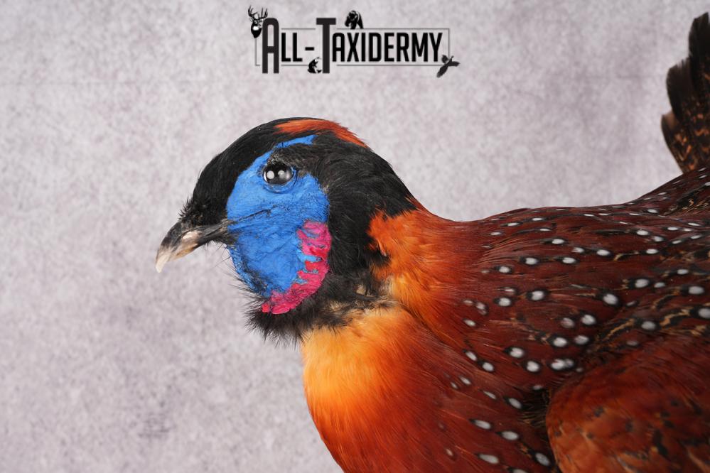 Tragopan Pheasant Taxidermy Mount SKU 2773 - Image 2