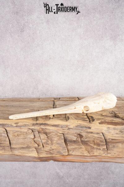 Needle Nose Gar Skull SKU 2808