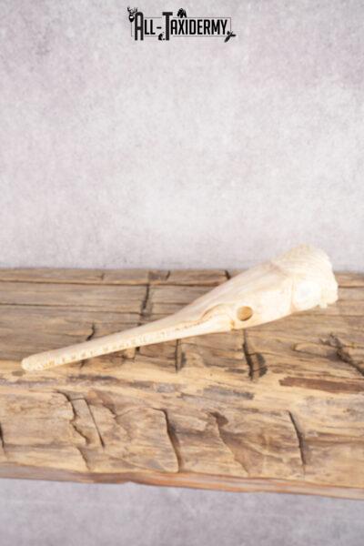 Needle Nose Gar Skull SKU 2806