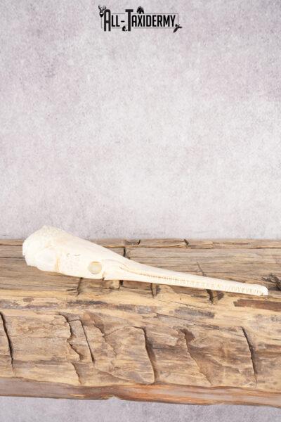 Needle Nose Gar Skull SKU 2807