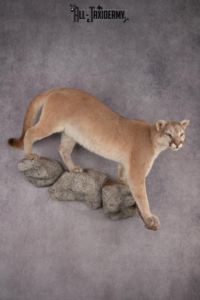 Full Body Cougar Taxidermy Mount SKU 2805