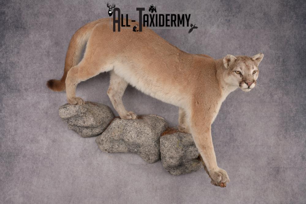 Full Body Cougar Taxidermy Mount SKU 2805 - Image 12