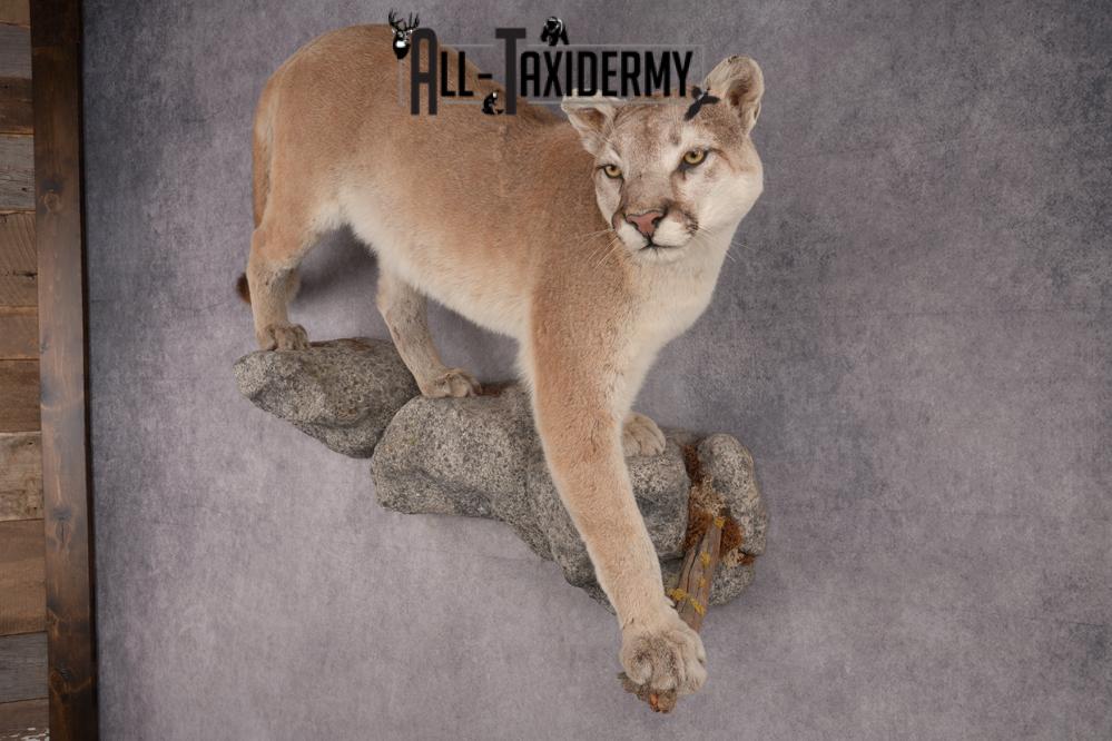 Full Body Cougar Taxidermy Mount SKU 2805 - Image 11