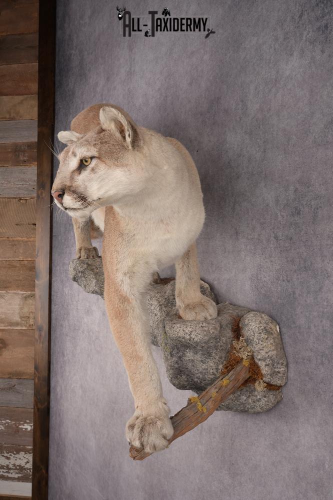Full Body Cougar Taxidermy Mount SKU 2805 - Image 10