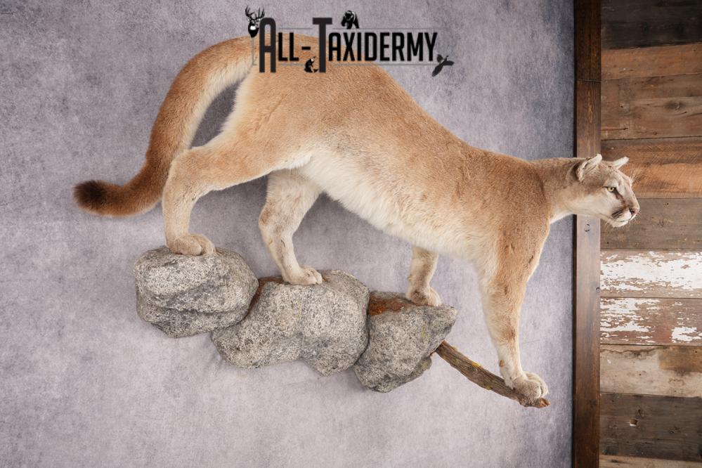 Full Body Cougar Taxidermy Mount SKU 2805 - Image 9