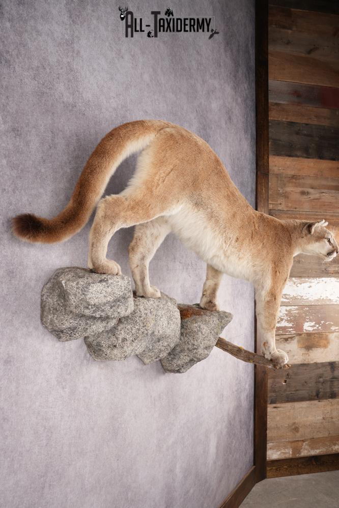 Full Body Cougar Taxidermy Mount SKU 2805 - Image 8