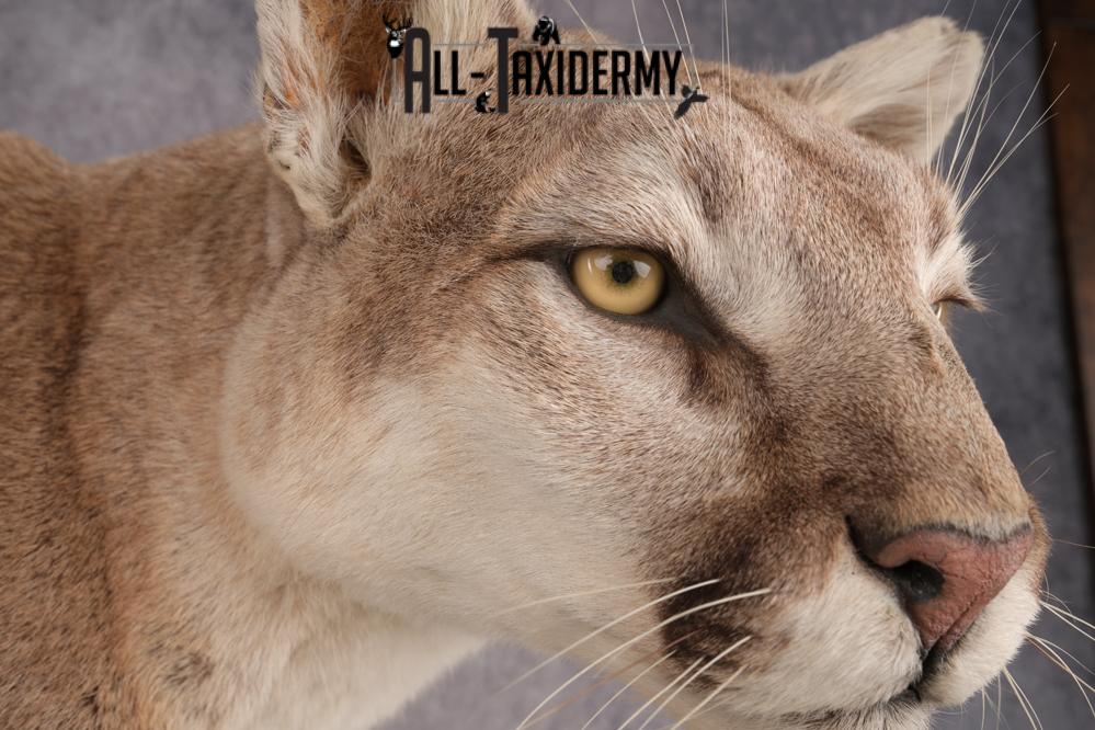 Full Body Cougar Taxidermy Mount SKU 2805 - Image 7
