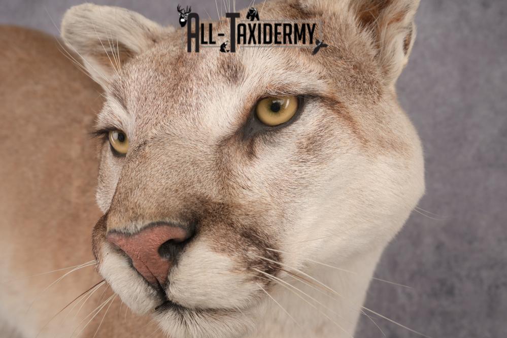 Full Body Cougar Taxidermy Mount SKU 2805 - Image 6