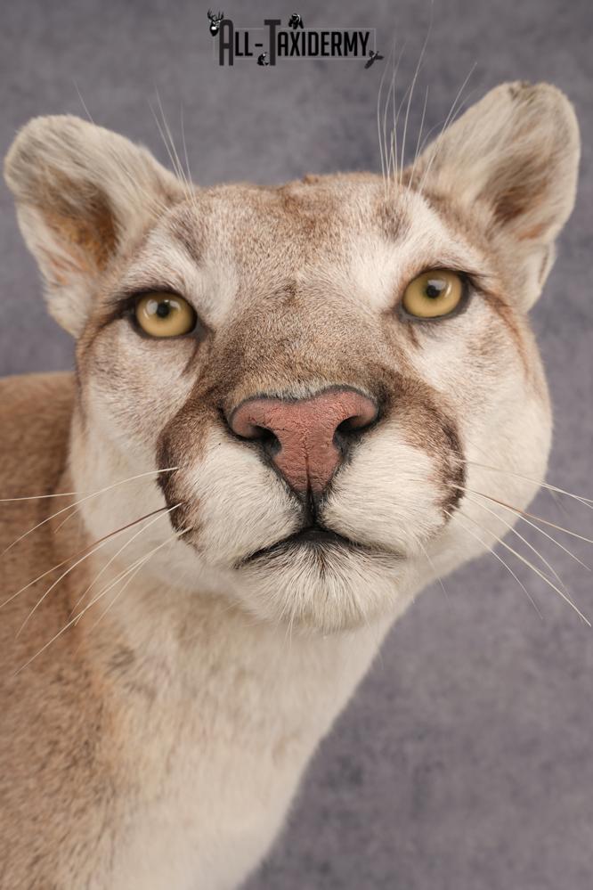 Full Body Cougar Taxidermy Mount SKU 2805 - Image 5