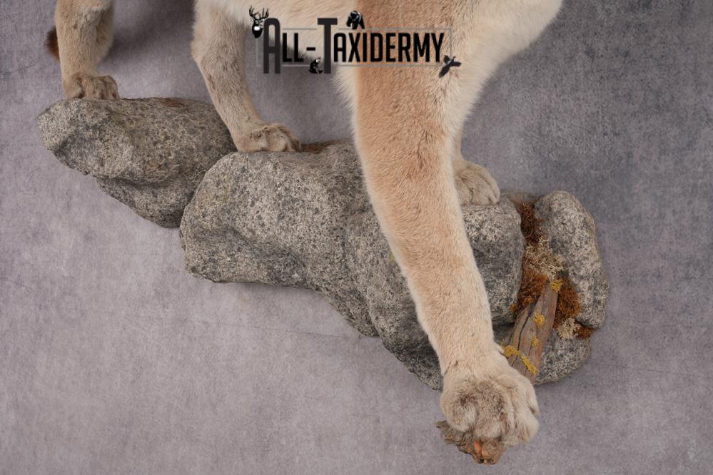 Full Body Cougar Taxidermy Mount SKU 2805 - Image 4