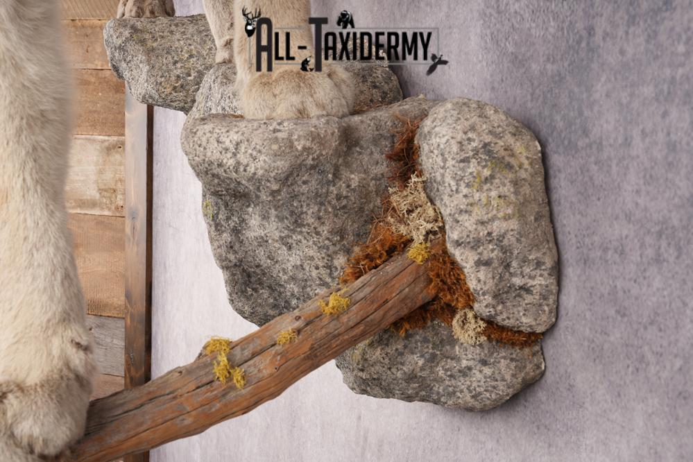 Full Body Cougar Taxidermy Mount SKU 2805 - Image 3