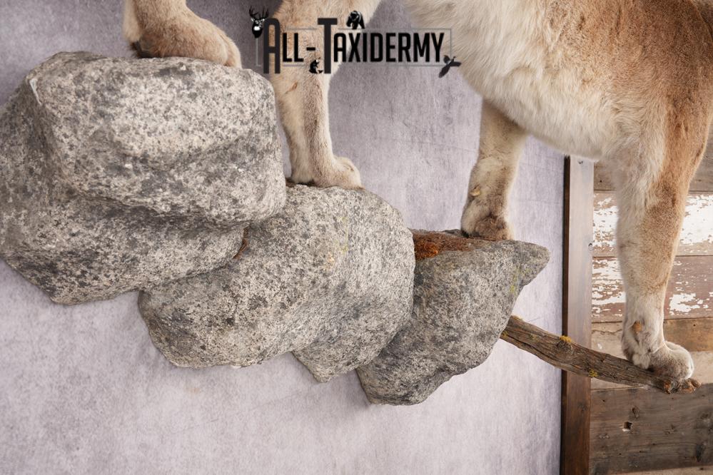 Full Body Cougar Taxidermy Mount SKU 2805 - Image 2