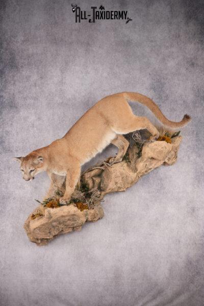Full Body Cougar Taxidermy Mount SKU 2796