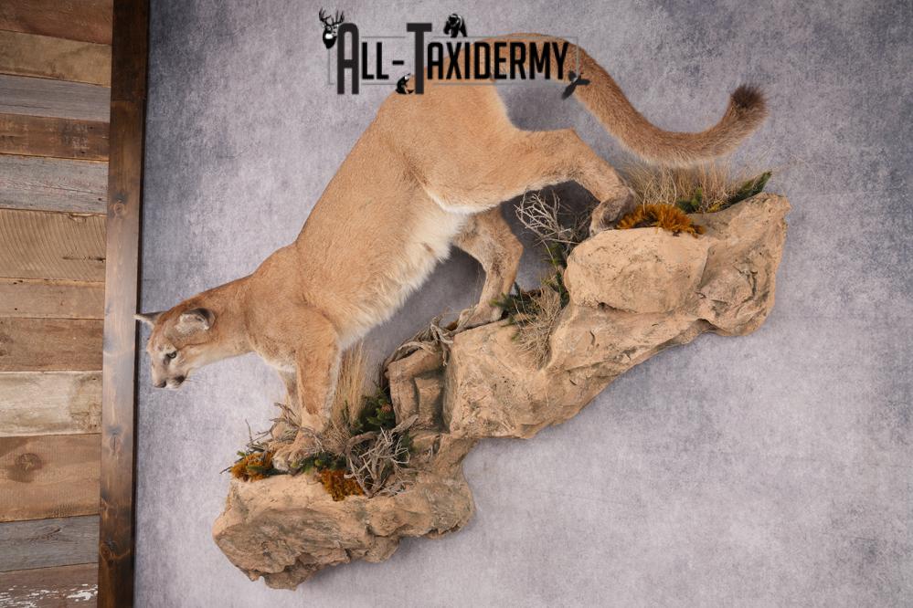 Full Body Cougar Taxidermy Mount SKU 2796 - Image 12