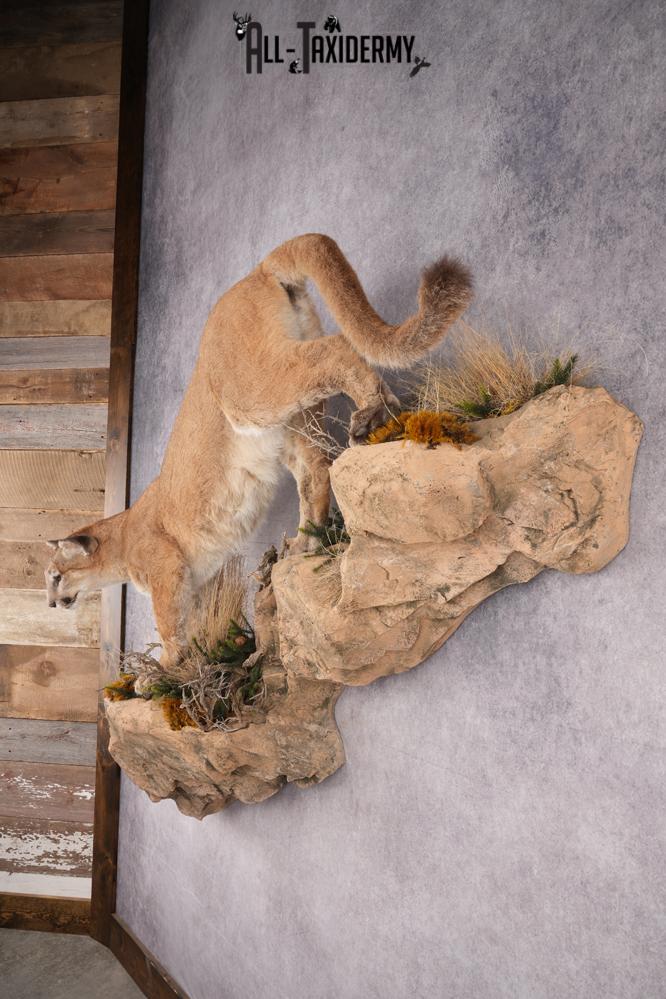 Full Body Cougar Taxidermy Mount SKU 2796 - Image 11