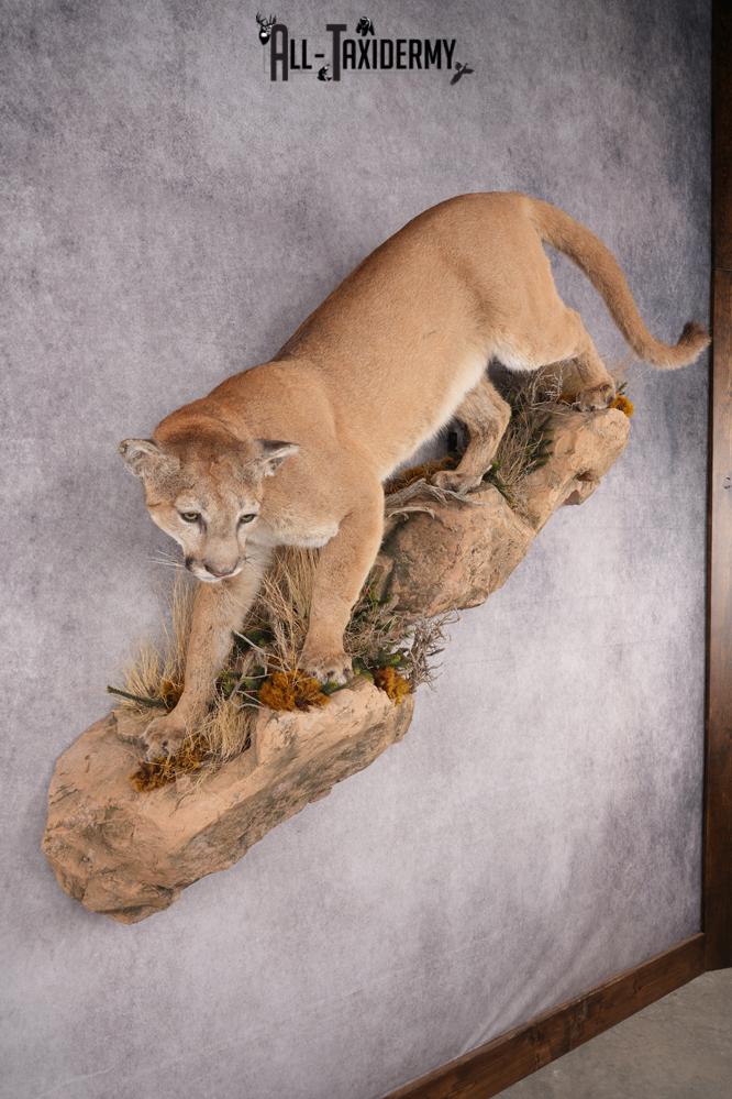 Life Size Cougar Taxidermy
