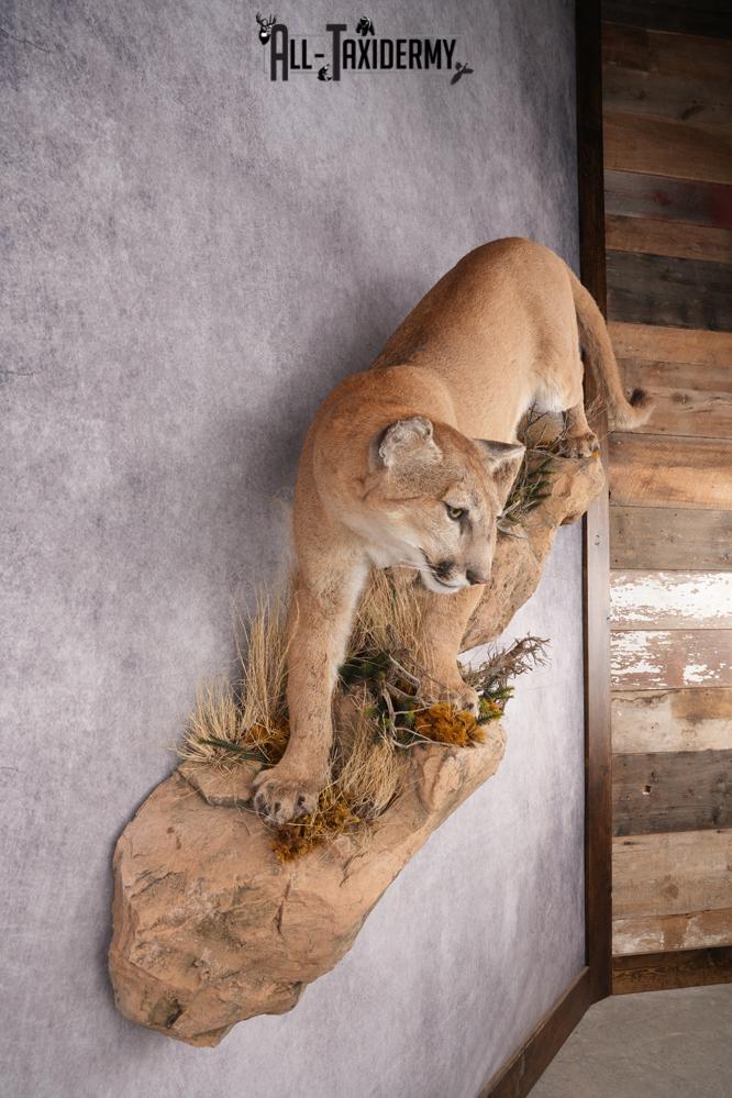 Full Body Cougar Taxidermy Mount SKU 2796 - Image 9