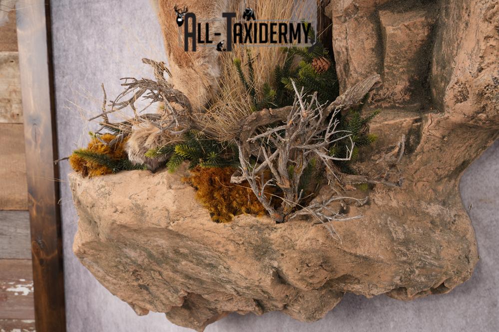 Full Body Cougar Taxidermy Mount SKU 2796 - Image 7