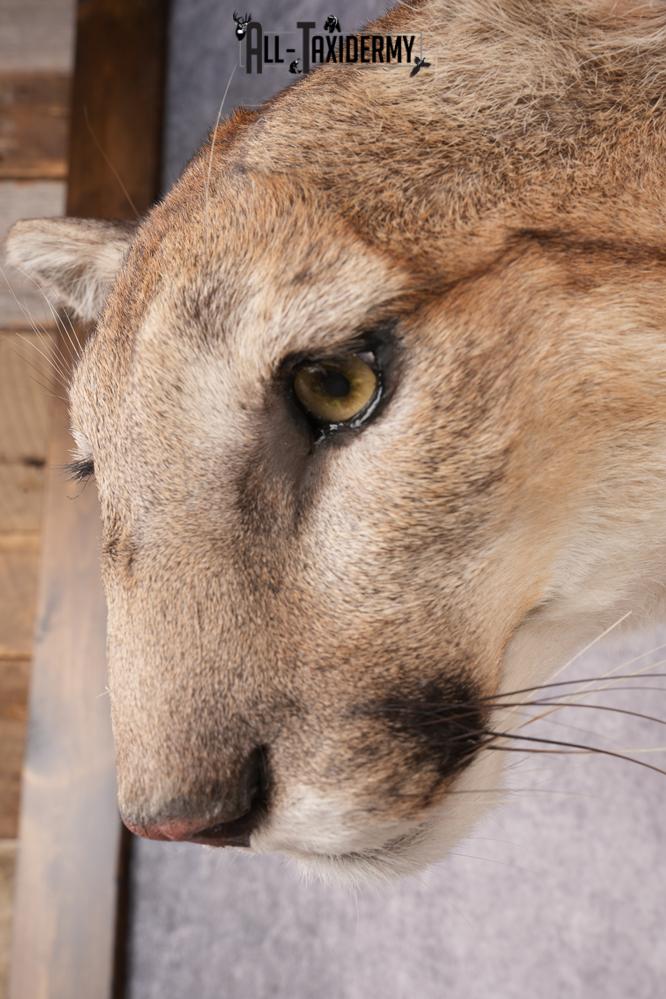 Full Body Cougar Taxidermy Mount SKU 2796 - Image 6