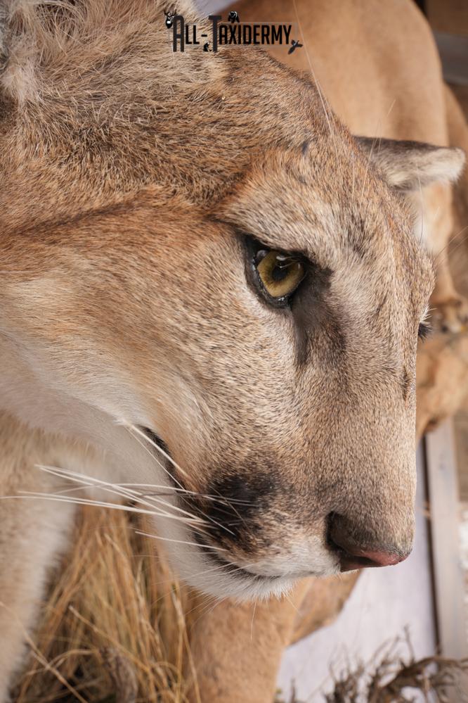 Full Body Cougar Taxidermy Mount SKU 2796 - Image 5