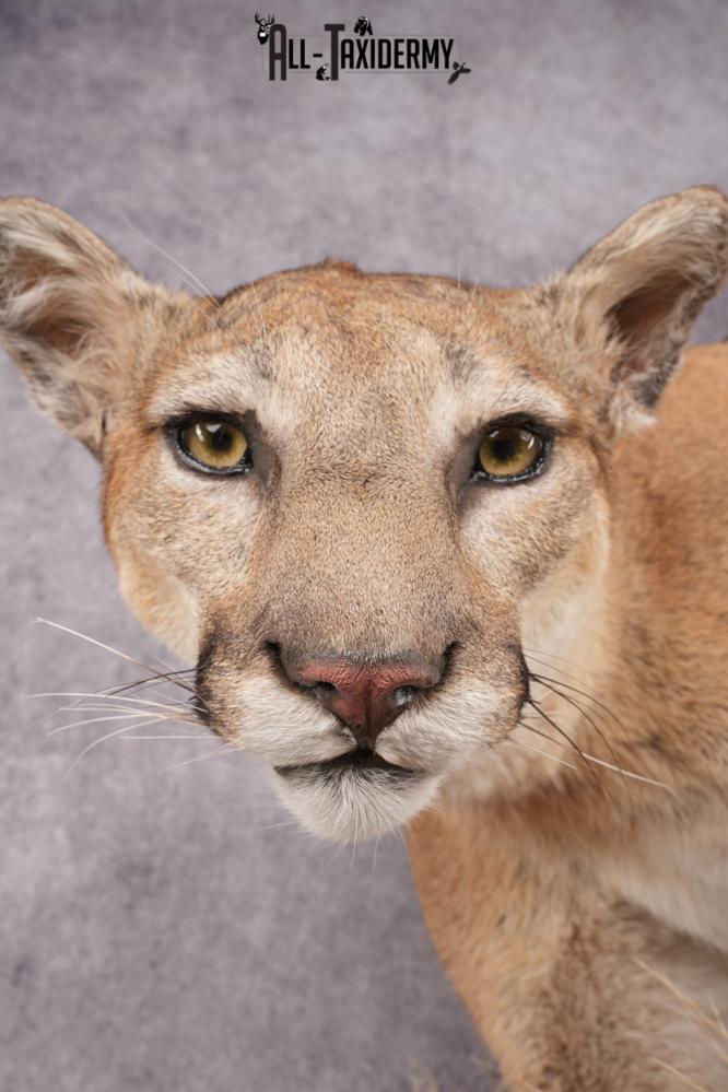 Full Body Cougar Taxidermy Mount SKU 2796 - Image 4