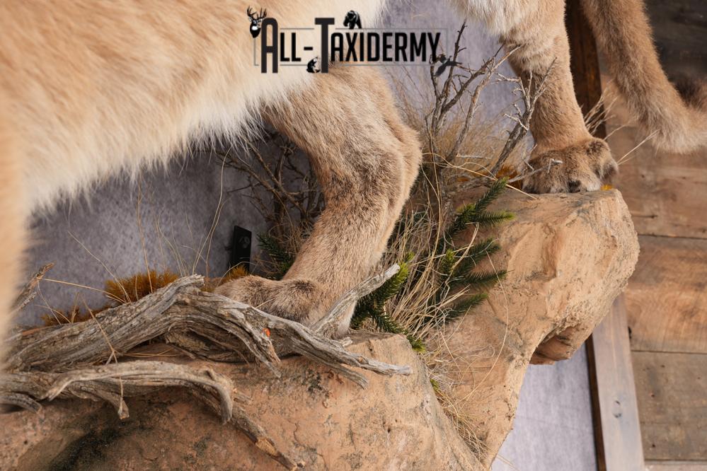Full Body Cougar Taxidermy Mount SKU 2796 - Image 3