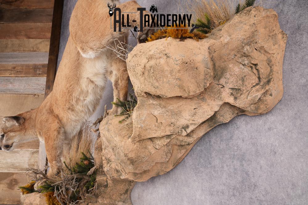 Full Body Cougar Taxidermy Mount SKU 2796 - Image 2