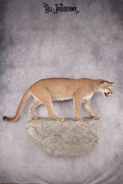 Full Body Cougar Taxidermy Mount SKU 2797
