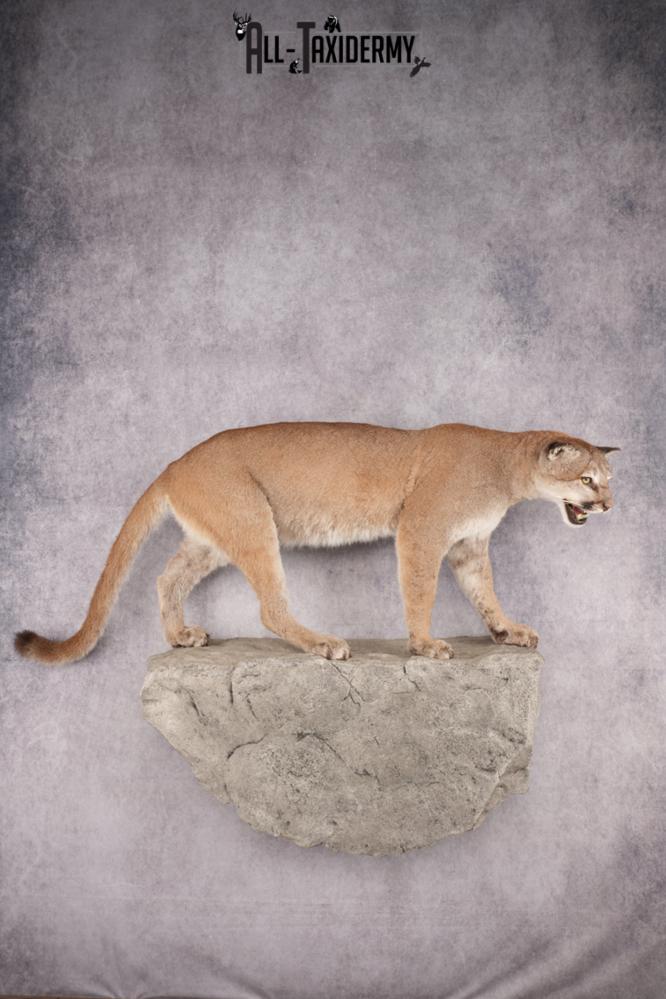 Full Body Cougar Taxidermy Mount SKU 2797