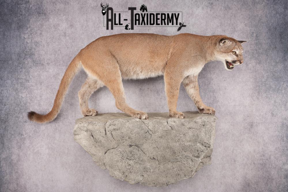 Full Body Cougar Taxidermy Mount SKU 2797 - Image 10