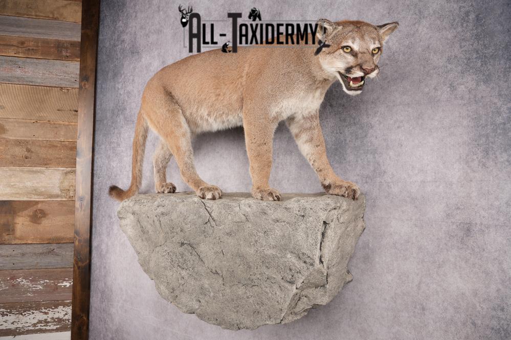 Full Body Cougar Taxidermy Mount SKU 2797 - Image 9