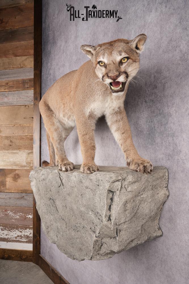 Full Body Cougar Taxidermy Mount SKU 2797 - Image 8