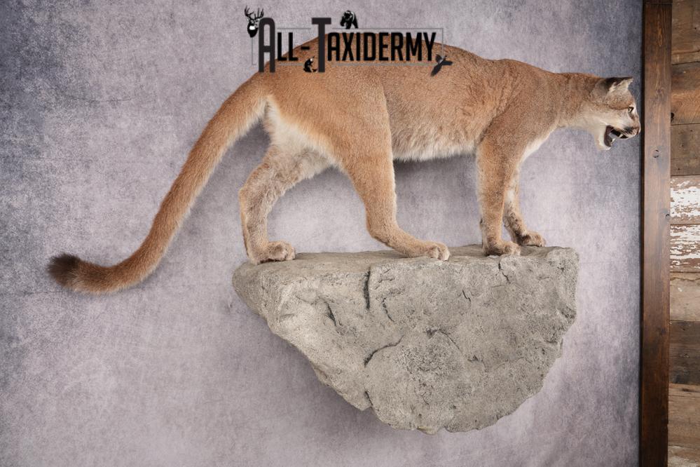 Full Body Cougar Taxidermy Mount SKU 2797 - Image 7