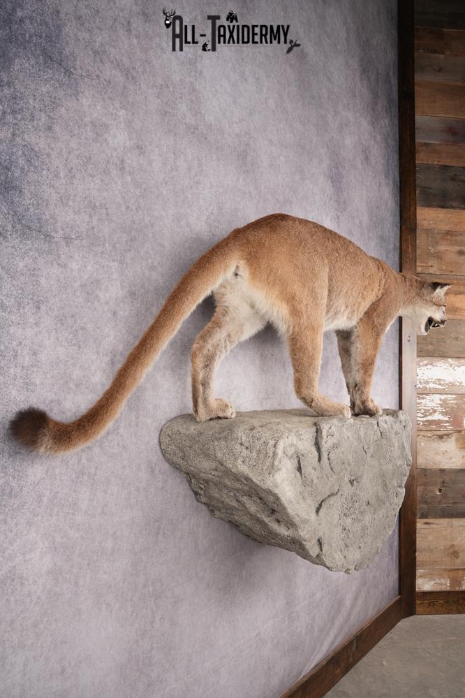 Full Body Cougar Taxidermy Mount SKU 2797 - Image 6