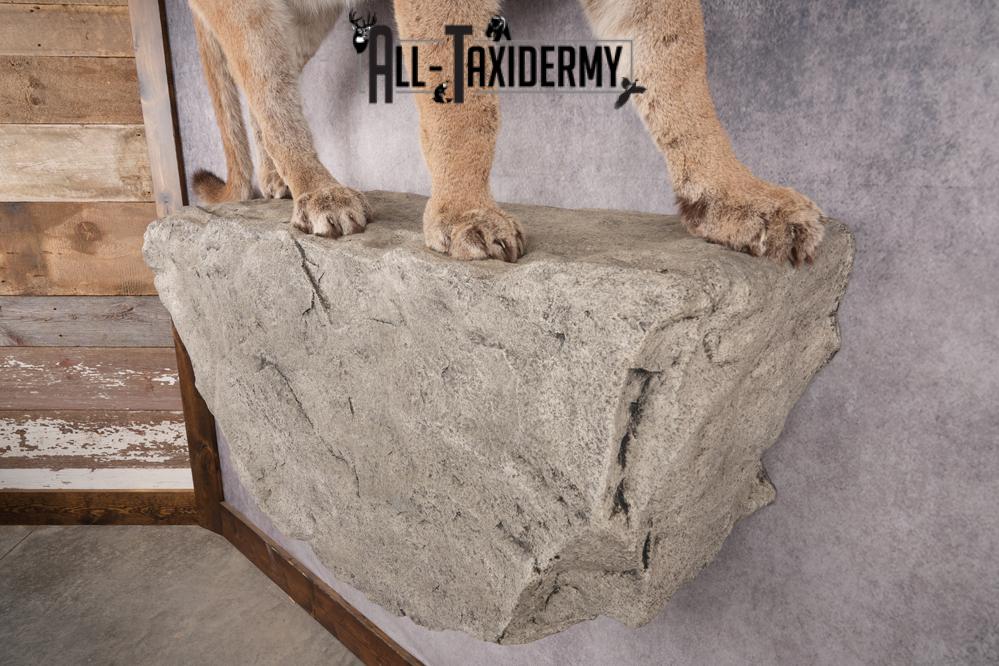 Full Body Cougar Taxidermy Mount SKU 2797 - Image 5