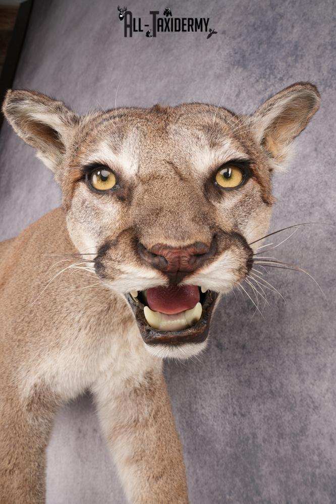 Full Body Cougar Taxidermy Mount SKU 2797 - Image 4