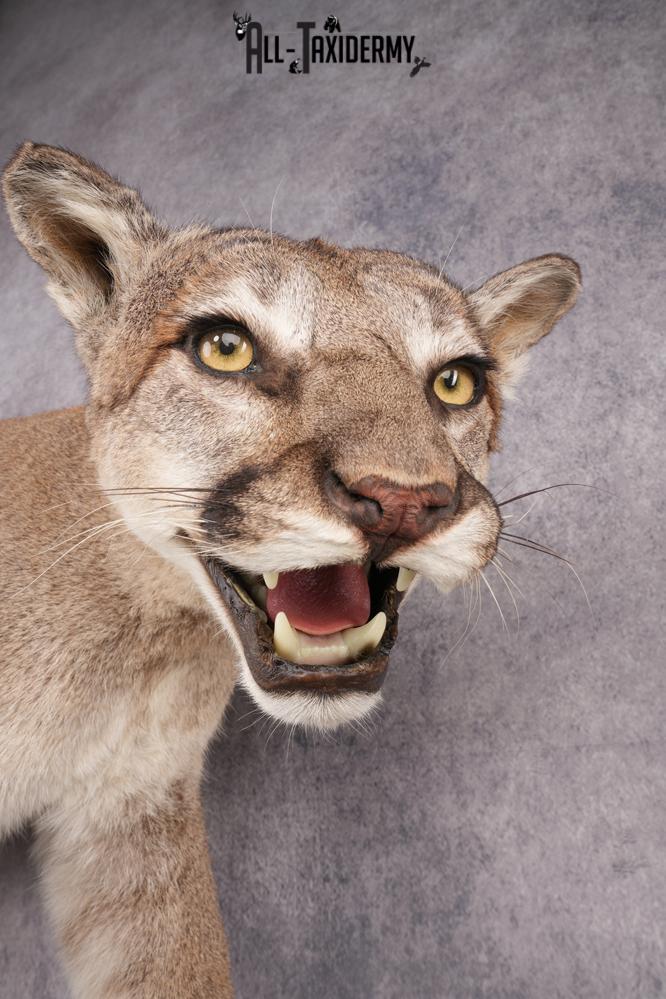 Full Body Cougar Taxidermy Mount SKU 2797 - Image 3