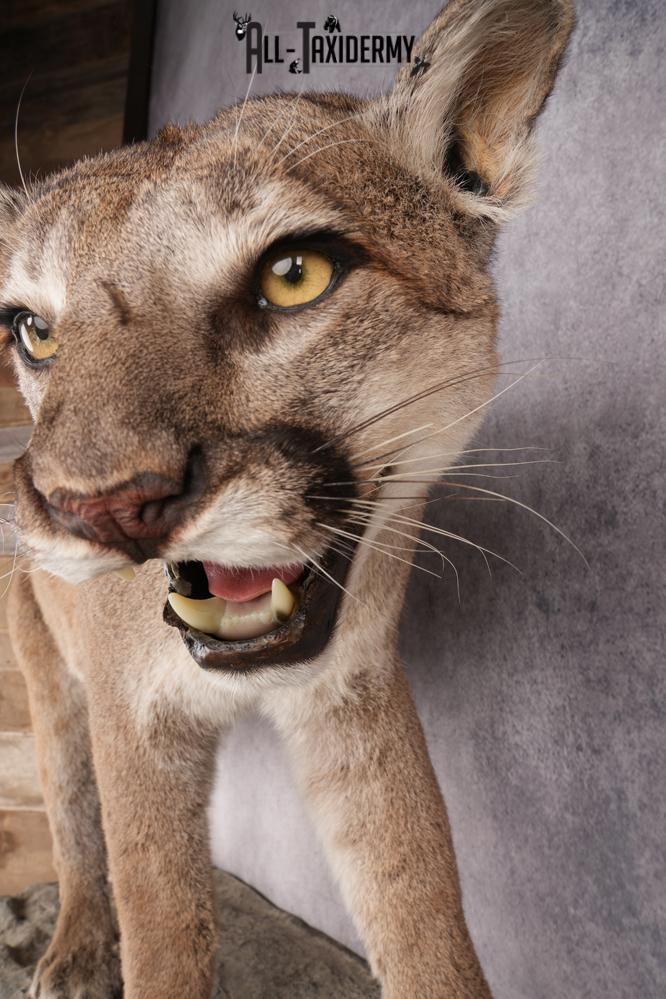 Full Body Cougar Taxidermy Mount SKU 2797 - Image 2