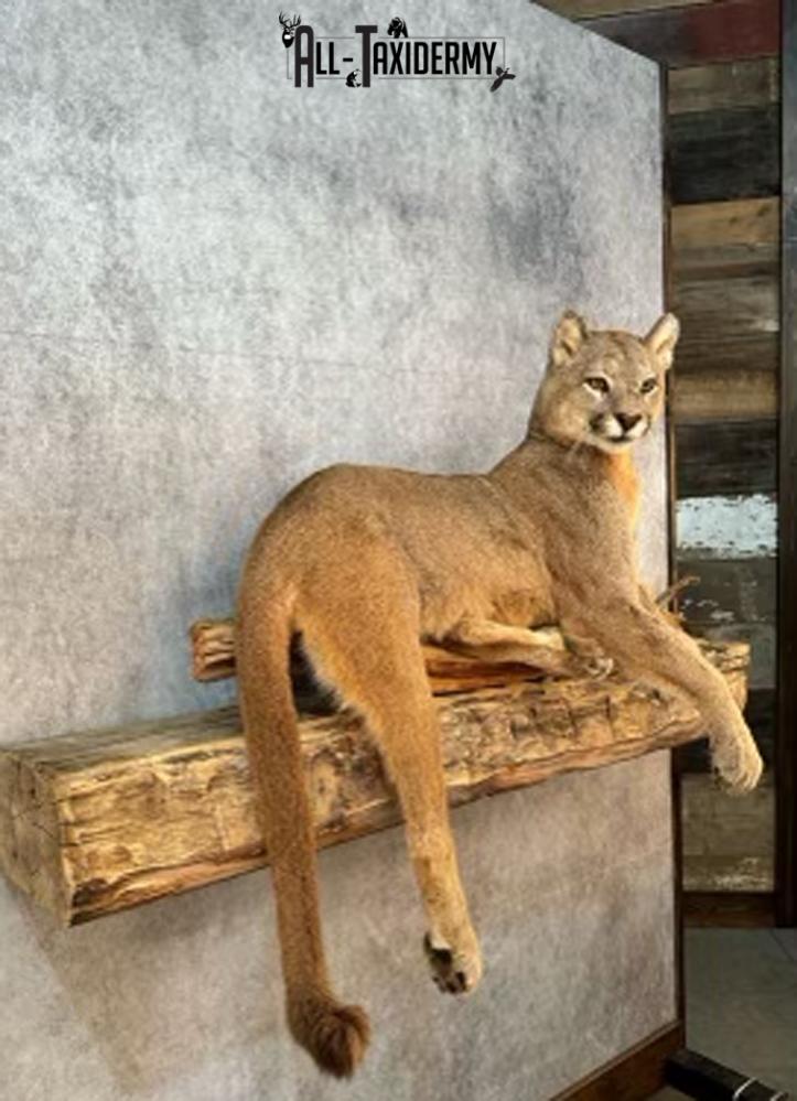 Full Body Cougar Taxidermy Mount SKU 2802 - Image 11