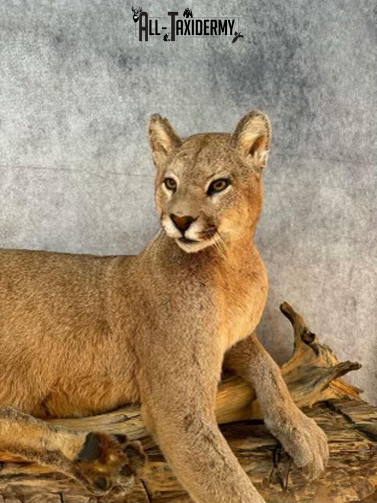 Full Body Cougar Taxidermy Mount SKU 2802 - Image 10