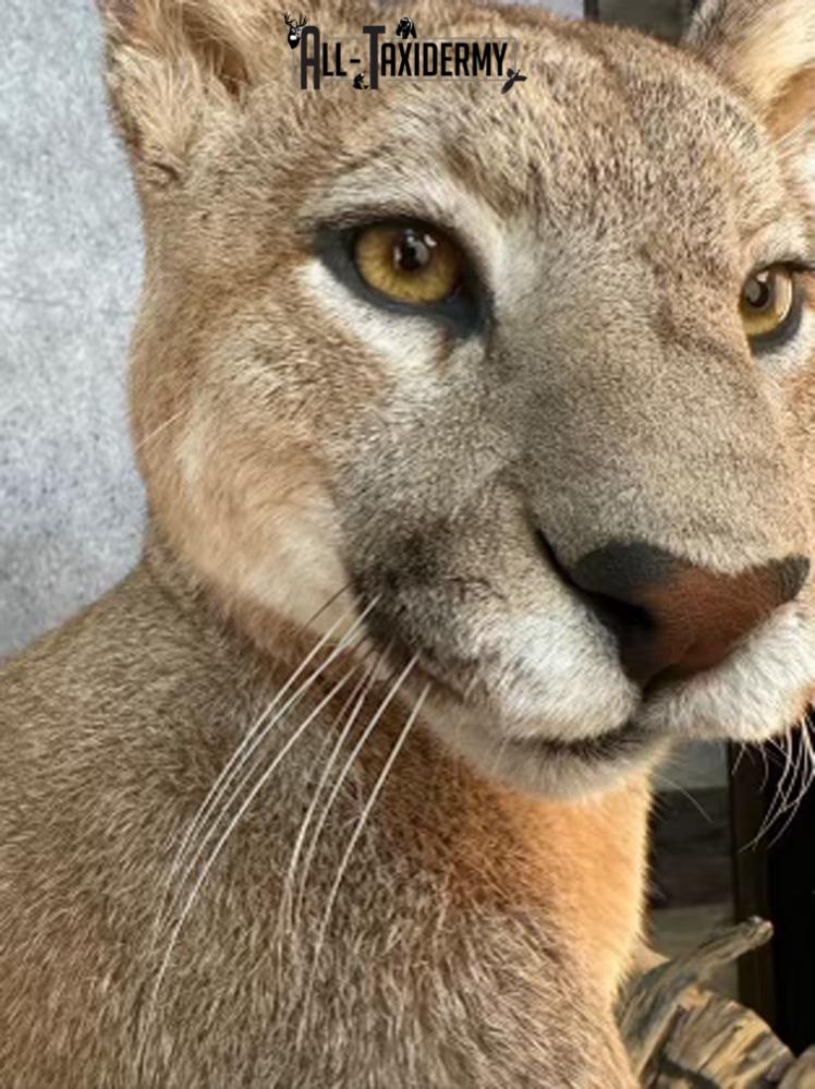 Full Body Cougar Taxidermy Mount SKU 2802 - Image 9