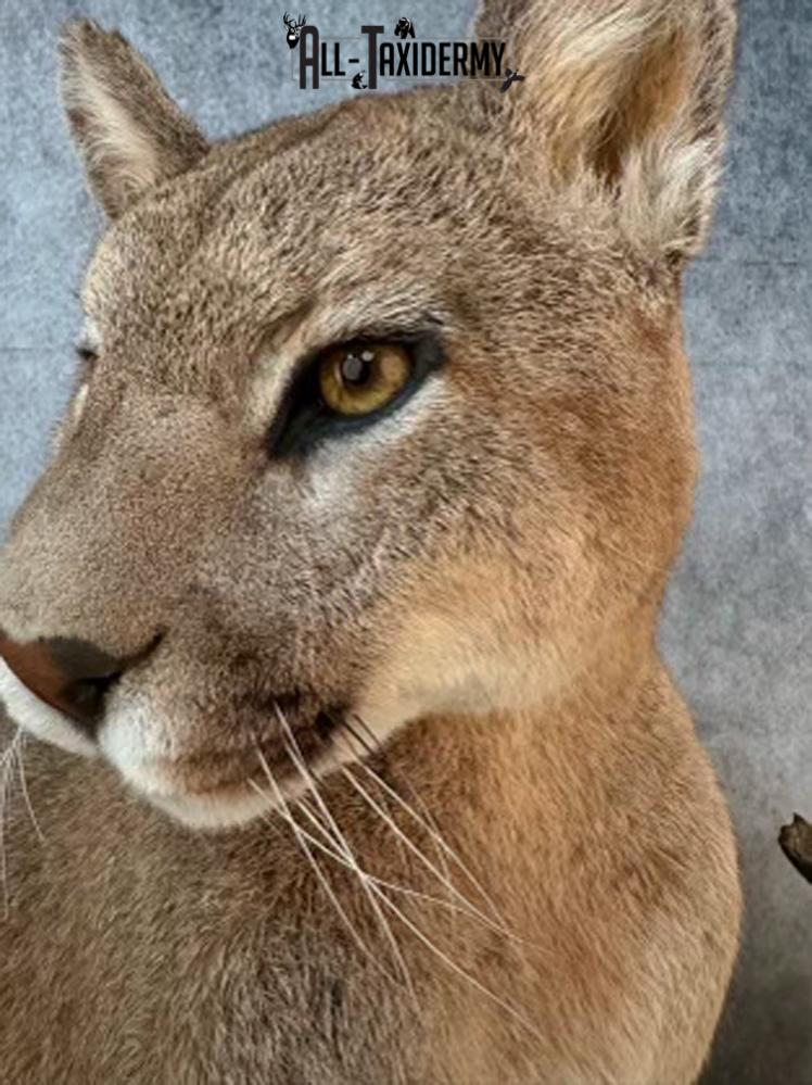 Full Body Cougar Taxidermy Mount SKU 2802 - Image 8