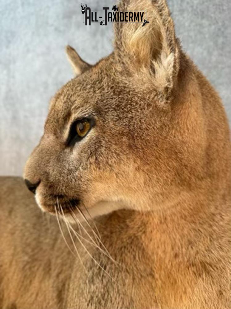 Full Body Cougar Taxidermy Mount SKU 2802 - Image 7