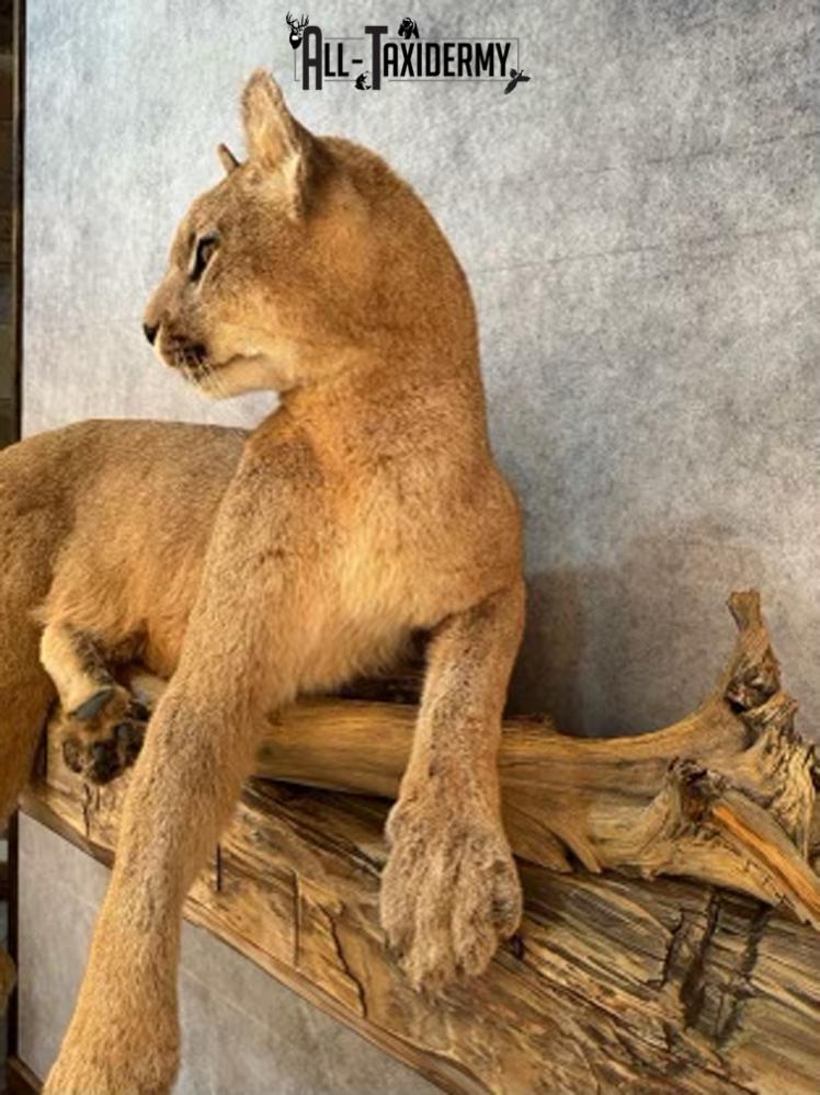 Full Body Cougar Taxidermy Mount SKU 2802 - Image 6