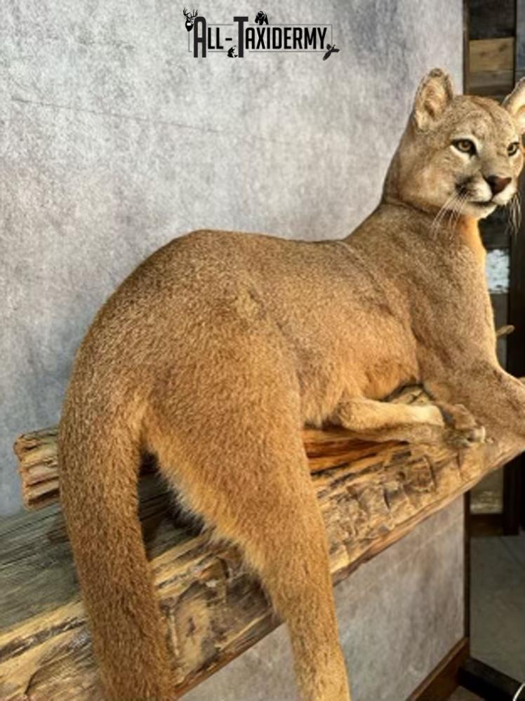 Full Body Cougar Taxidermy Mount SKU 2802 - Image 5