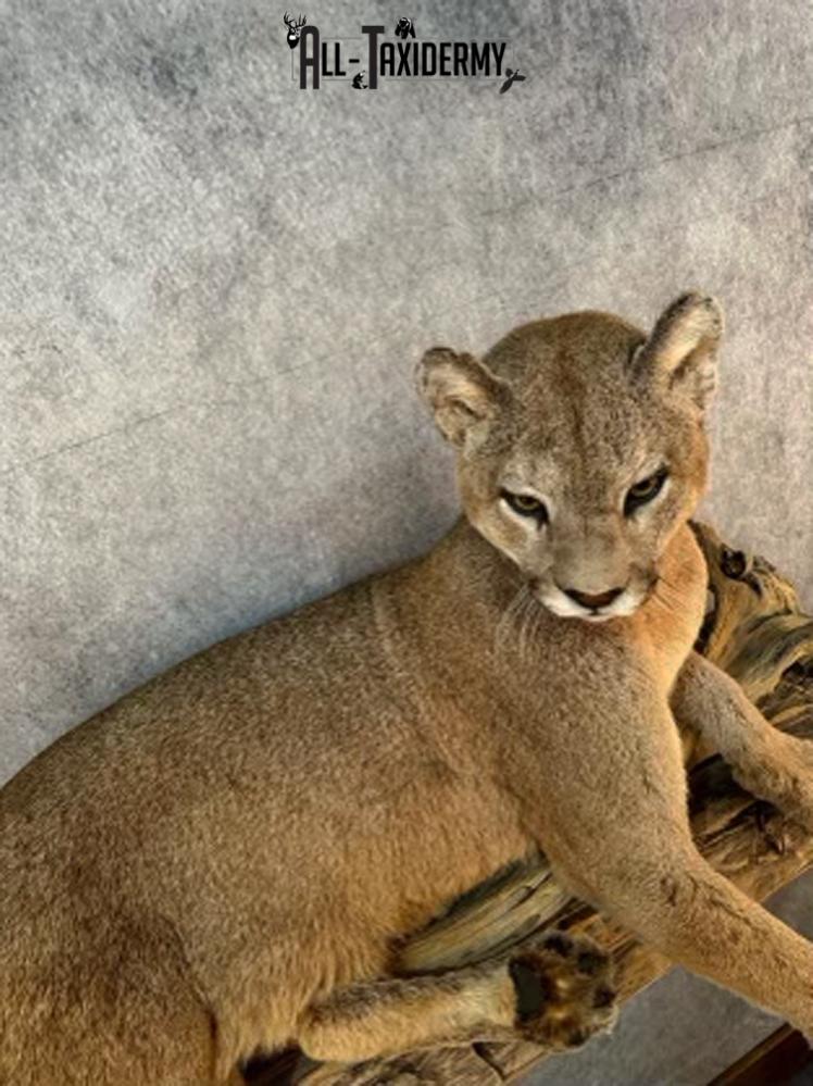 Full Body Cougar Taxidermy Mount SKU 2802 - Image 4